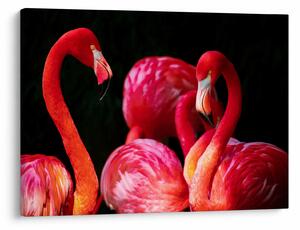 Slika crvenih flaminga (70x50 cm)