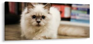 Slika bijele mačke (120x50 cm)