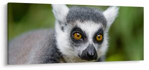 Slika lemura (120x50 cm)