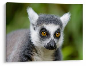 Slika lemura (70x50 cm)