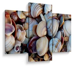 Slika školjki (90x60 cm)