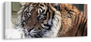 Slika tigra (120x50 cm)