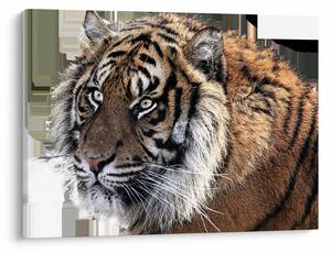 Slika tigra (70x50 cm)