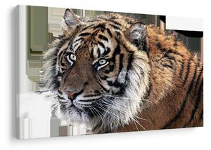 Slika tigra (90x60 cm)