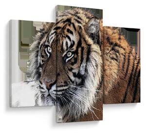 Slika tigra (90x60 cm)