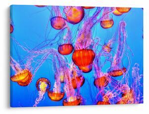 Slika meduza u moru (70x50 cm)
