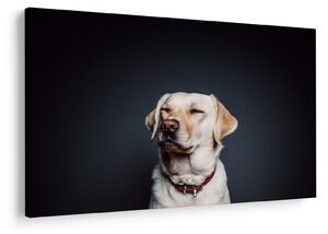 Slika labradora (90x60 cm)