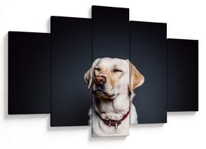 Slika labradora (150x105 cm)
