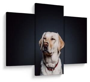 Slika labradora (90x60 cm)