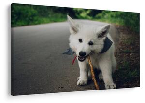 Slika bijelog psa (90x60 cm)