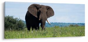 Slika slona (120x50 cm)