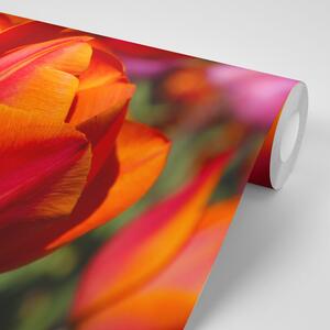 Fototapeta divni tulipani na livadi