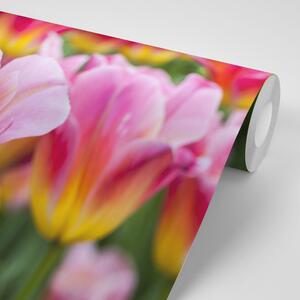 Samoljepljiva fototapeta livada ružičastih tulipana