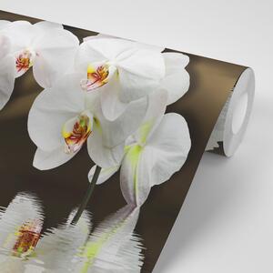 Samoljepljiva tapeta orhideja i leptir
