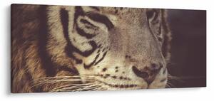 Slika tigra (120x50 cm)