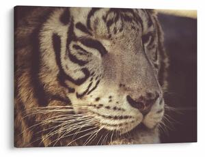 Slika tigra (70x50 cm)