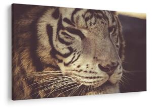 Slika tigra (90x60 cm)