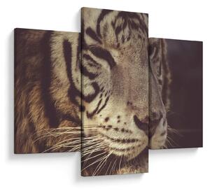 Slika tigra (90x60 cm)