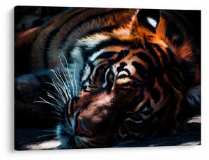 Slika ležećeg tigra (70x50 cm)