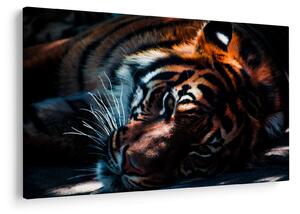 Slika ležećeg tigra (90x60 cm)