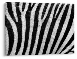 Slika kože zebre (70x50 cm)