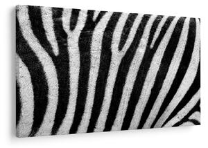 Slika kože zebre (90x60 cm)