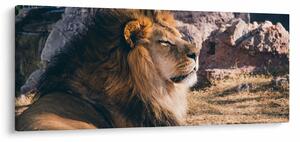 Slika ležećeg lava (120x50 cm)
