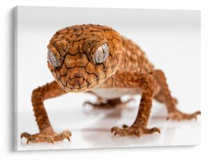 Slika gušterice (70x50 cm)