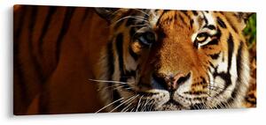 Slika tigra (120x50 cm)