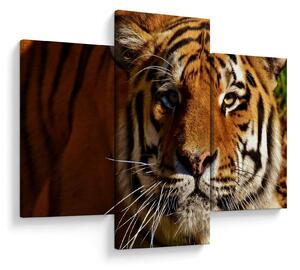 Slika tigra (90x60 cm)