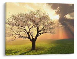 Slika stabla na livadi (70x50 cm)