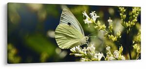 Slika leptira (120x50 cm)