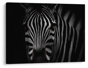 Slika zebre (70x50 cm)