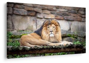 Slika lava (90x60 cm)