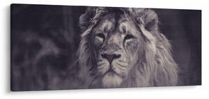 Slika lava (120x50 cm)