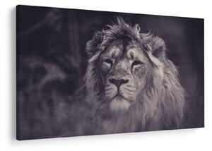 Slika lava (90x60 cm)