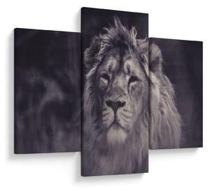 Slika lava (90x60 cm)