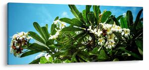 Slika - Plumerija (120x50 cm)