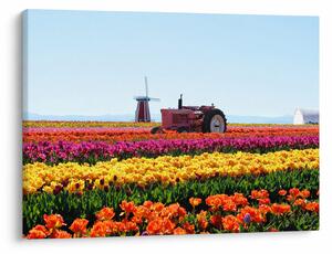 Slika farme tulipana (70x50 cm)