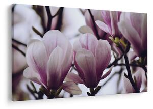 Slika - Magnolija (90x60 cm)