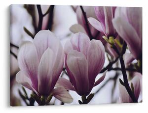Slika - Magnolija (70x50 cm)