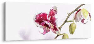 Slika cvijeta orhideje (120x50 cm)