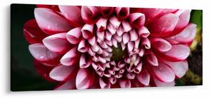 Slika ružičaste dalije (120x50 cm)