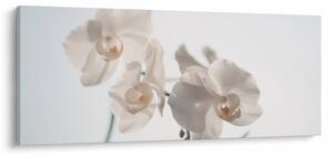 Slika bijele orhideje (120x50 cm)