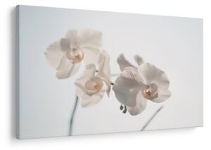 Slika bijele orhideje (90x60 cm)