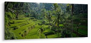 Slika rižinih terasa Tegalalang, Bali (120x50 cm)
