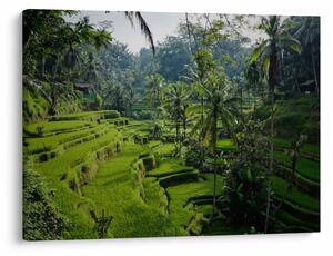 Slika rižinih terasa Tegalalang, Bali (70x50 cm)