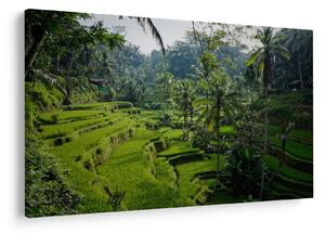 Slika rižinih terasa Tegalalang, Bali (90x60 cm)