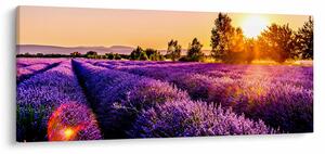 Slika polja lavande, Provence (120x50 cm)