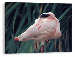 Slika - Flamingo (70x50 cm)